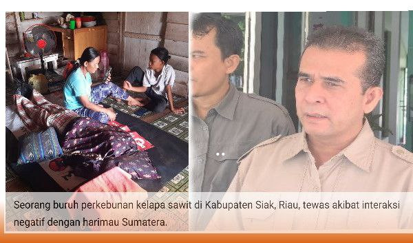 Buruh Kebun Tewas Diterkam Harimau di Siak