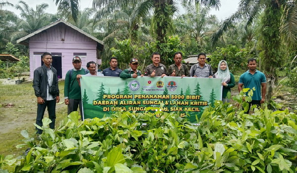 SALAMBA Tanam 10.000 Batang Bibit di DAS Siak dan Sungai Linau, Bengkalis
