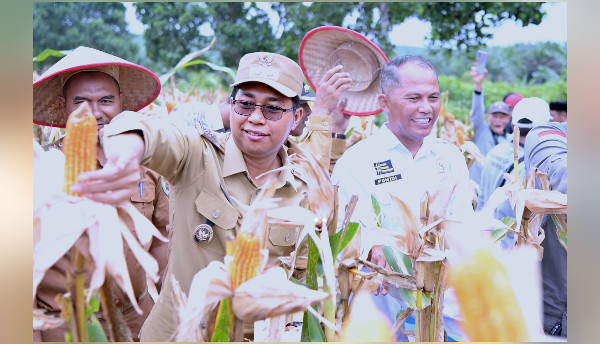 JC_jagung.jpg