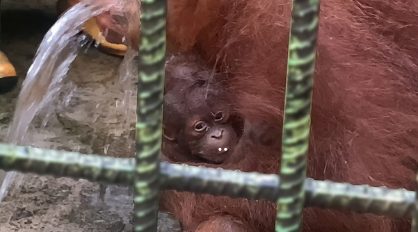 Orangutan_1.jpg