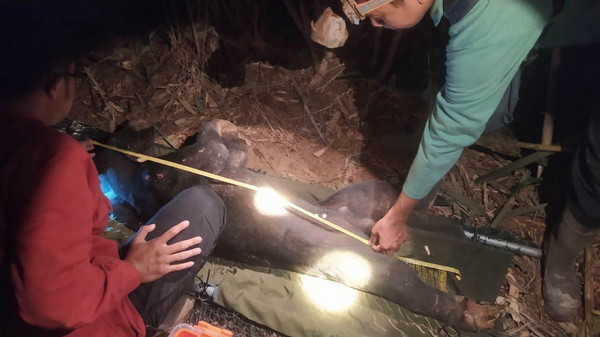 Tim KSDA Riau Evakuasi Beruang Madu yang Terjerat di Suaka Margasatwa