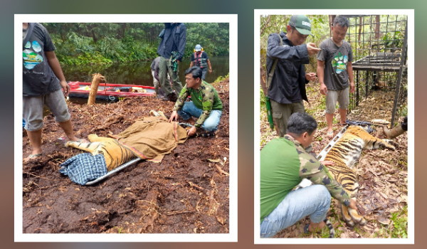BBKSDA Riau Evakuasi Harimau Sumatera yang Serang Pekerja di Pelalawan