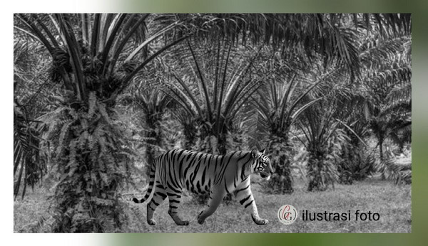ilustrasi_foto_harimau_sumatera.jpg